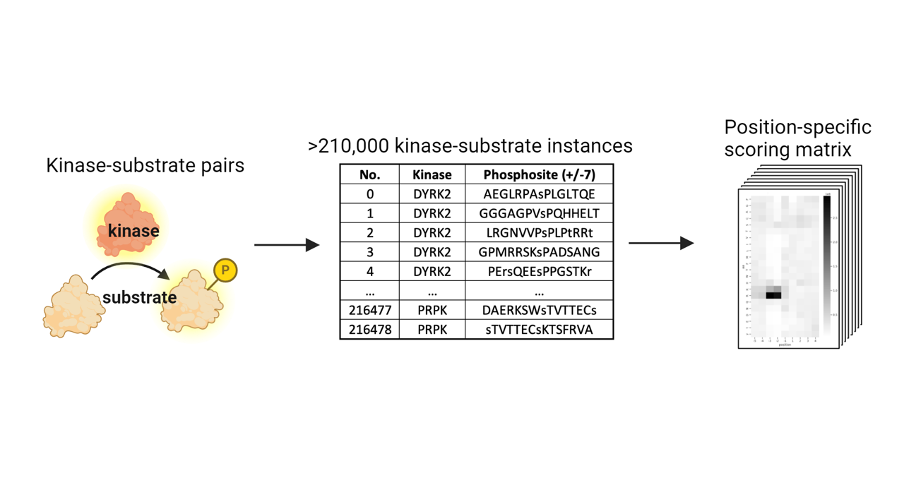 Kinase PSSM